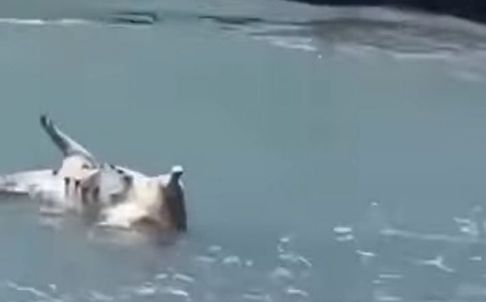 После подрыва Каховской ГЭС к берегу Абхазии прибило трупы домашних животных