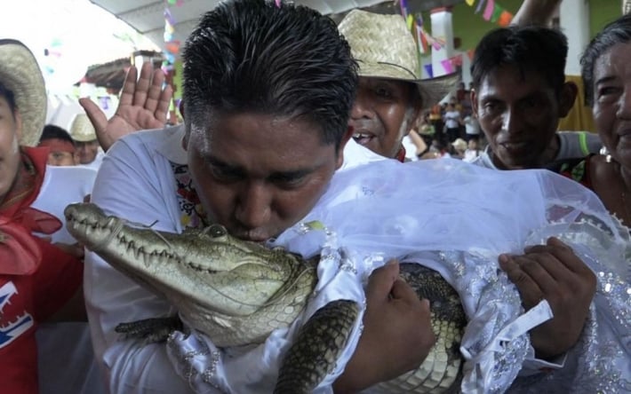 Мэр города женился на крокодиле: брачный союз молодожены закрепили поцелуем