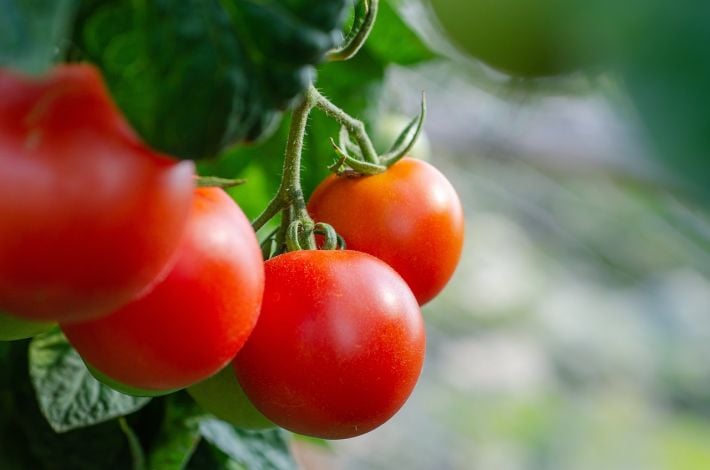 Прошли дожди: чем обработать помидоры, чтобы не было фитофторы и других болезней