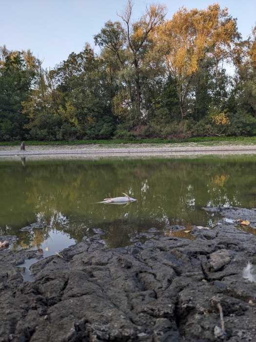 В озерах на Хортиці почала гинути риба: в чому причина.