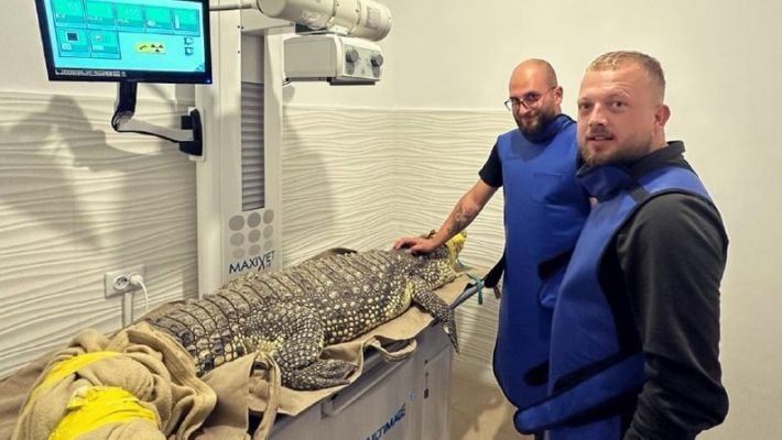 Во Львове прооперируют запорожского крокодила