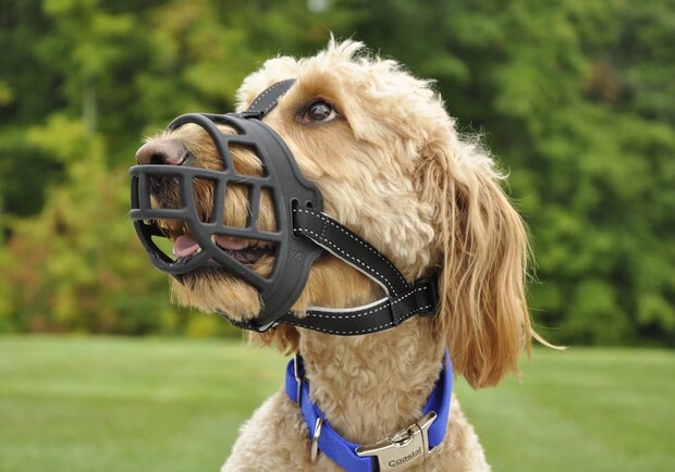 У Запоріжжі почали штрафувати за вигул собак без намордників та повідків. 