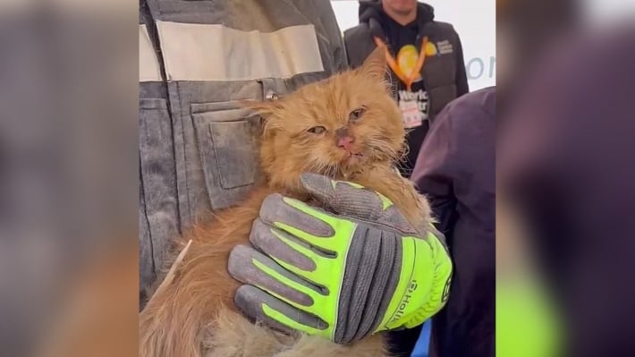 В Запорожье из под завалов дома спасли кота