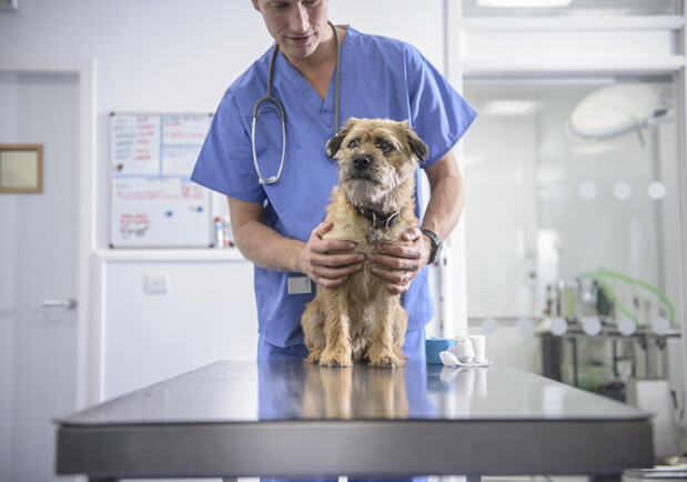 В Україні запрацює державний реєстр домашніх тварин: що це означає 