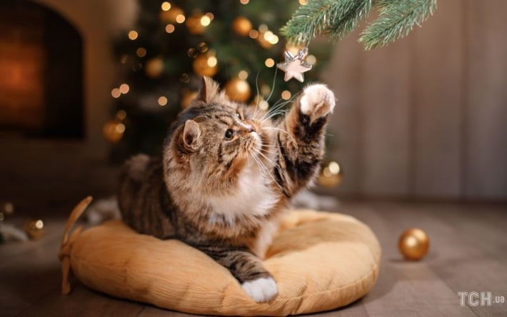 Что звезды нам пророчат: гороскоп на декабрь 2023 года