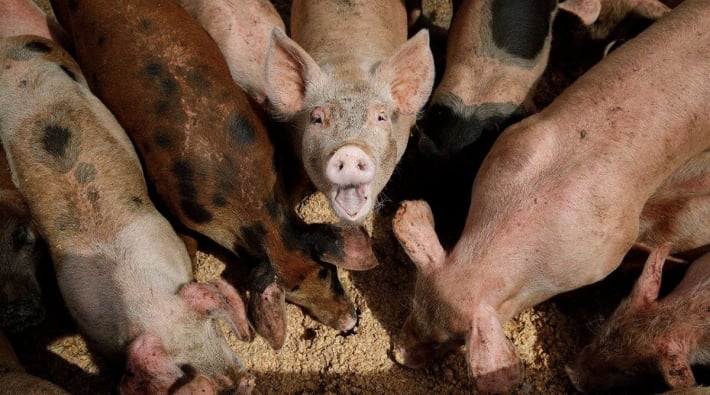 В оккупированных селах Бердянского района вспышка африканской чумы среди свиней