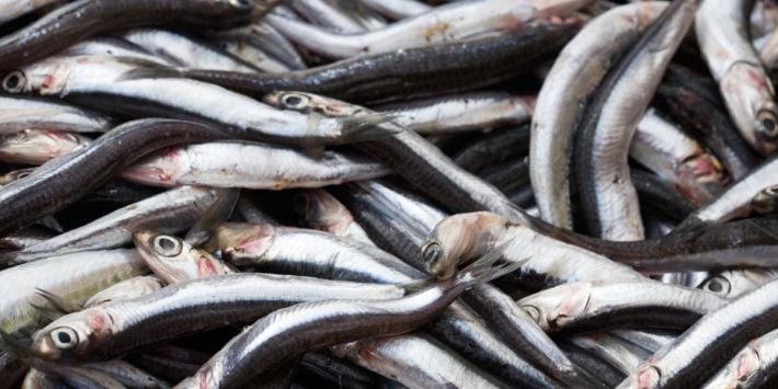 Рашисты в Мелитополе похвастались богатыми уловами и оправдались за цены на рыбу... религией