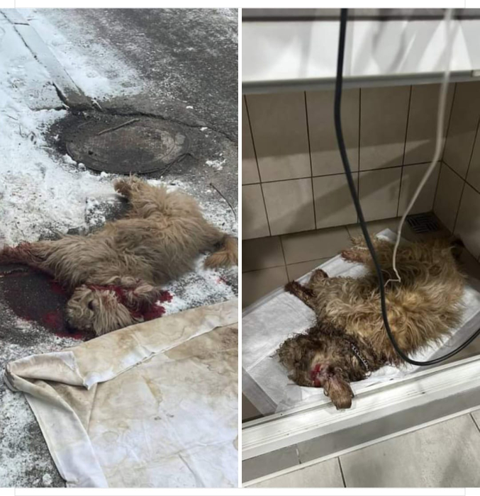 На Космосі чоловік намагався вбити собаку ножем.