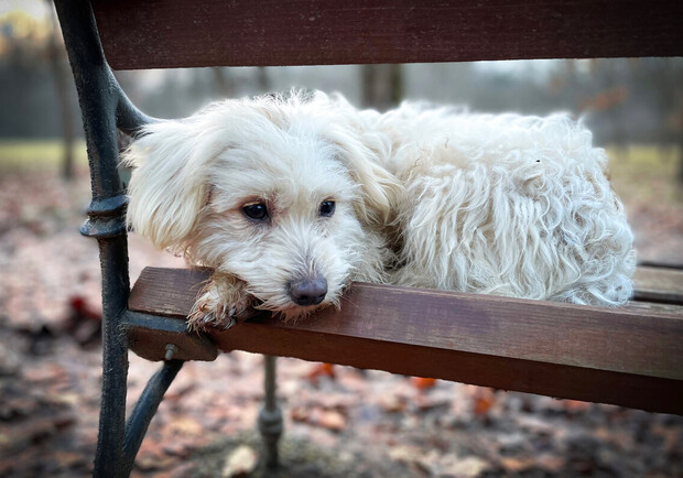 На Космосі чоловік намагався вбити собаку ножем. 