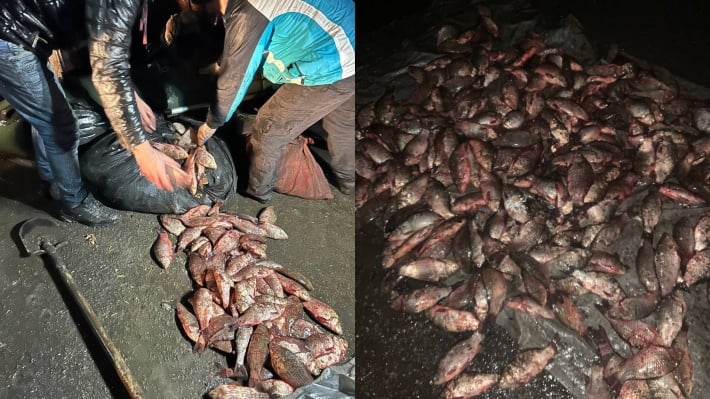 В Запорожской области "рыбаки" незаконно добыли рыбы почти 1,5 млн. грн