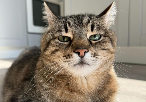 Кот-блогер Степан переїхав до Німеччини. 