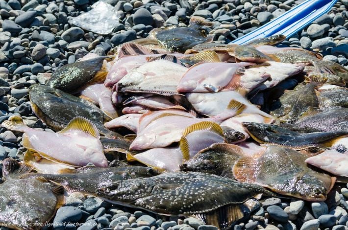 Камбала по сценарию - оккупанты похвастались масштабами воровства рыбы в Азовском море