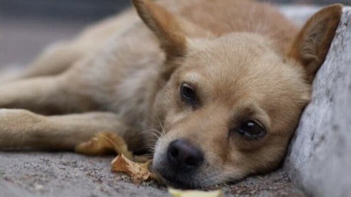 В Вольнянске школьник стрелял в бездомную собаку: начато расследование