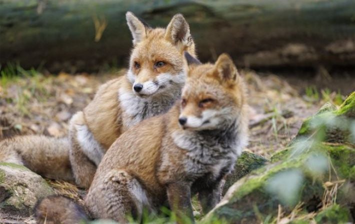 "Сезон тишины" в Украине: когда стартует и почему важно беречь покой природы