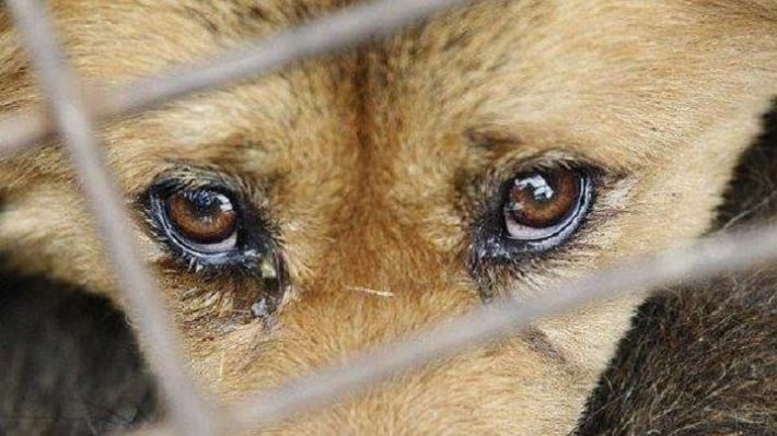 Мужчина получил условный срок за жестокое избиение собаки в Запорожском районе