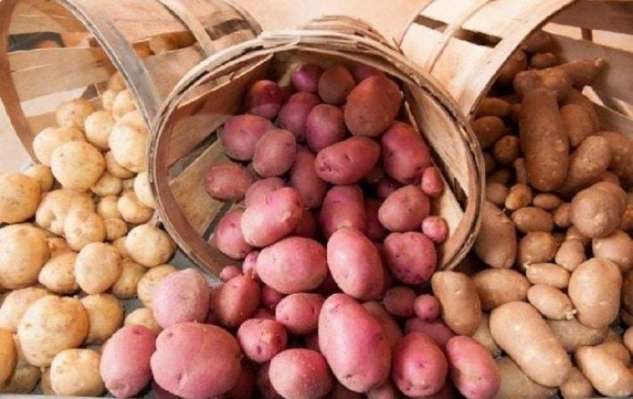 Чи справді біла картопля шкідливіша за фіолетову? Вчені розкрили несподівану правду