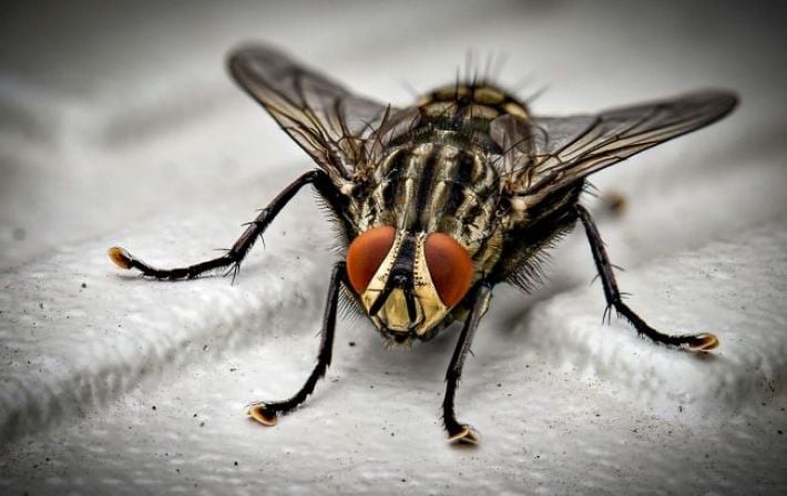 Они повсюду и уже нет сил терпеть? 8 эффективных способов избавиться от мух в квартире