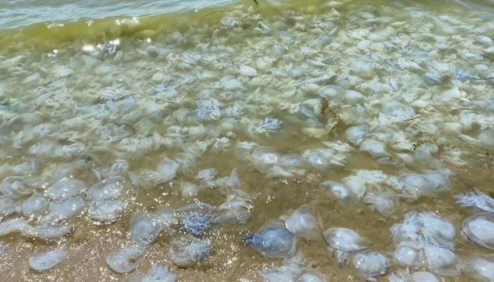 Курортный сезон закрывается, сезон пиара открывается - рашисты в Мелитополе по осени решили бороться с медузами