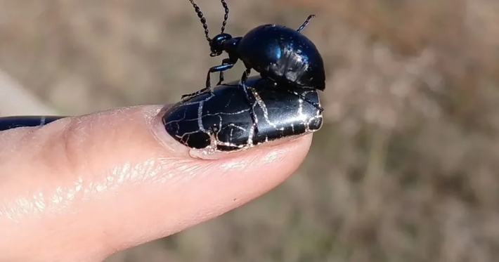 Ядовитый жук напугал украинцев: как он выглядит и действительно ли он смертельно опасен