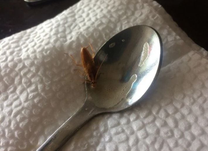 Тараканы, отравления и неадекваты - молодые мелитопольцы разобрали оккупационный общепит по косточкам