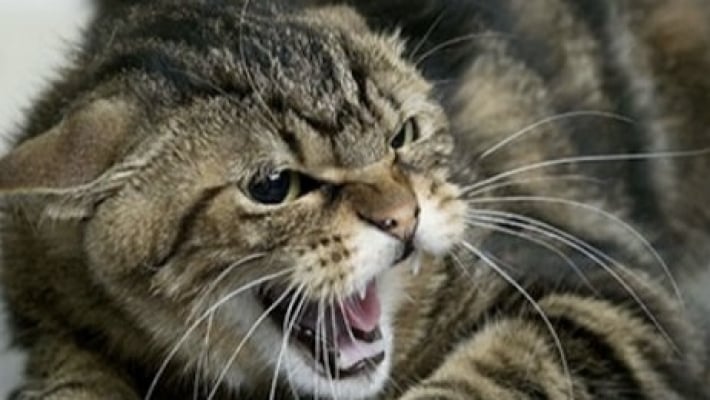 Больная бешенством кошка укусила военнослужащего на Запорожском направлении