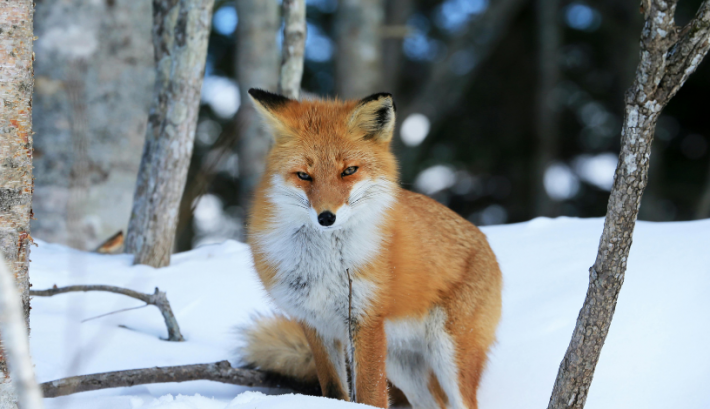 Погода на выходные 27–28 декабря: снежные выходные по всей Украине с мощными осадками в воскресенье