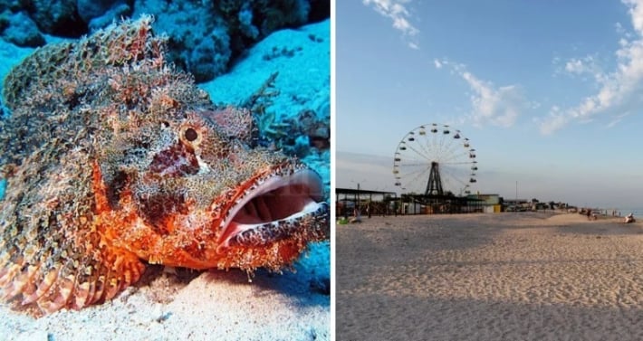 Российский учёный назвал реальную угрозу для Азовского моря, из-за которой отдых в Кирилловке станет опасным