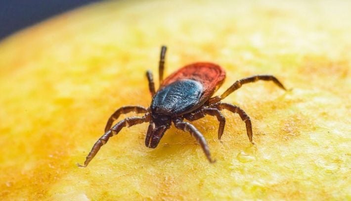 В Запорожье распространяется крайне опасное заболевание: уже 45 случаев