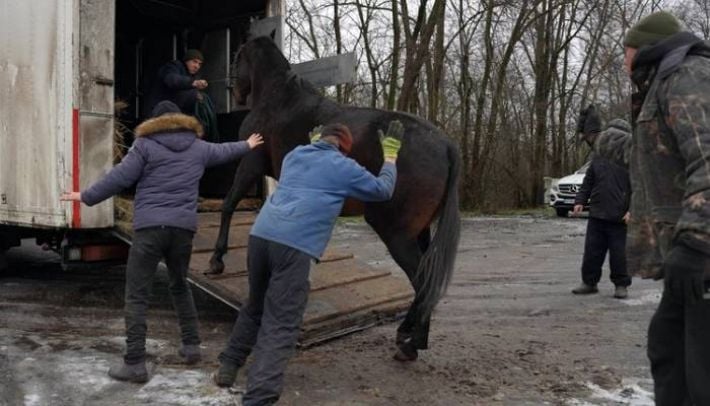 Война добралась не только до людей: в Запорожской области эвакуируют лошадей с конной фермы