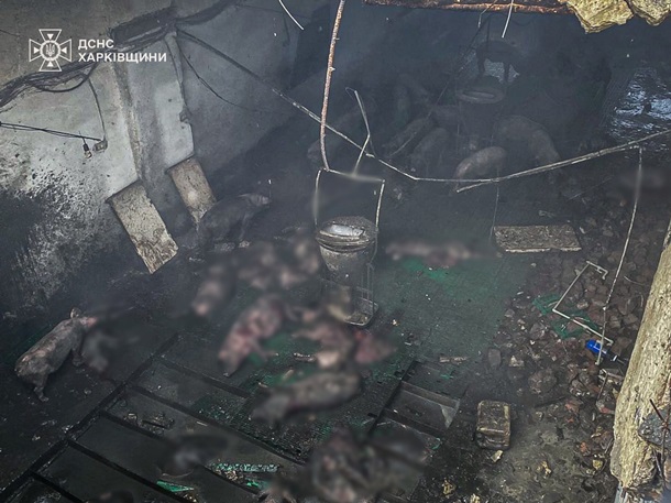 У Харківській області внаслідок російської дронової атаки на фермерське господарство постраждав чоловік та загинуло поголів’я худоби.