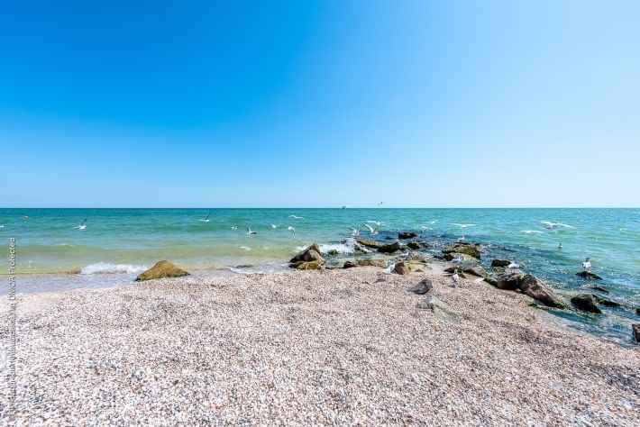 В Мелитополе оккупанты экспортируют мечты: в Азовском море обещают осетра, а в Бразилию собрались переправлять минтай