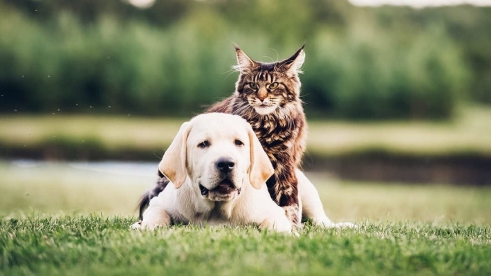 Регистрация и контроль: в Запорожье готовят новые правила для владельцев животных