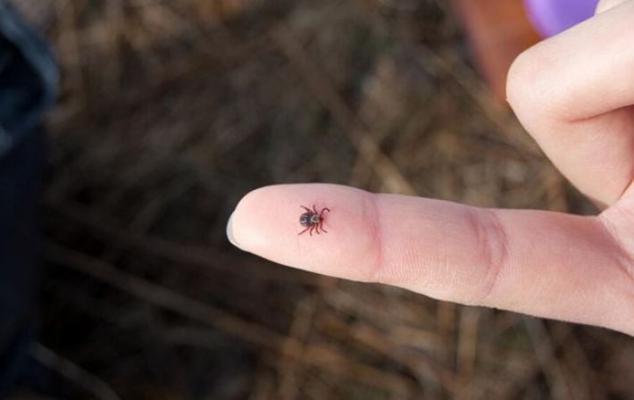 Сезон «невидимых охотников» открыт: где в Украине больше всего клещей и как защититься в 2026 году