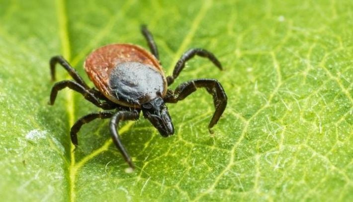 В Запорожье зафиксировали первые укусы клещей: медики предупреждают об опасности