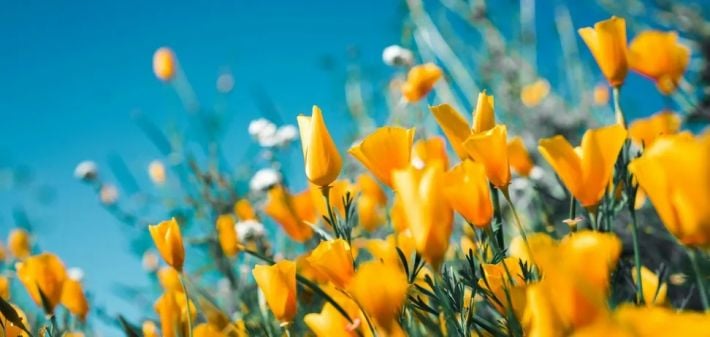 С первым днем весны: поздравления и красивые картинки к 1 марта