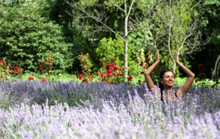 Ароматный бренд Украины: на сайте Кабмина появилась инициатива об установлении Дня лаванды