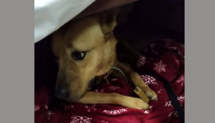 "Без всякого осуждения": проводник «Укрзализныци» пустил в поезд большую собаку, которую вывозили из Запорожья