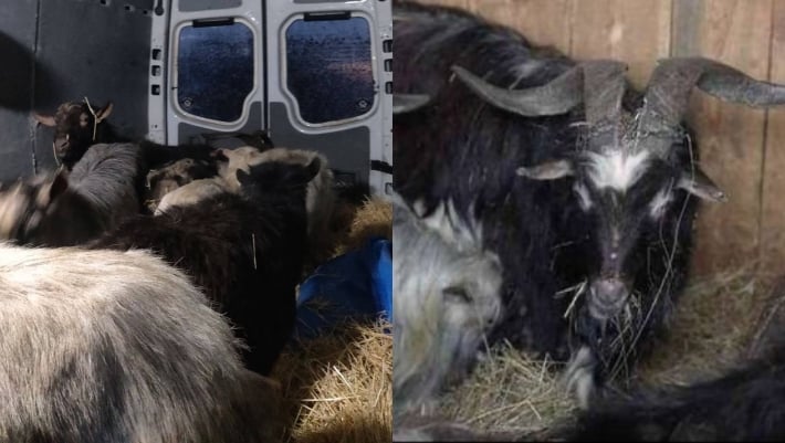 Укрывались от обстрелов в подвале: из Орехова эвакуировали 16 коз