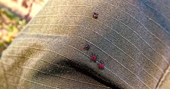 Сезон клещей начался: специалисты объяснили, как действовать при укусе