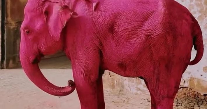 Россиянку обвиняют в гибели слона ради фотосессии: животное покрасили в розовый цвет