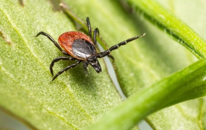 Сезон клещей-2026: как распознать болезнь Лайма и уберечься от опасных последствий