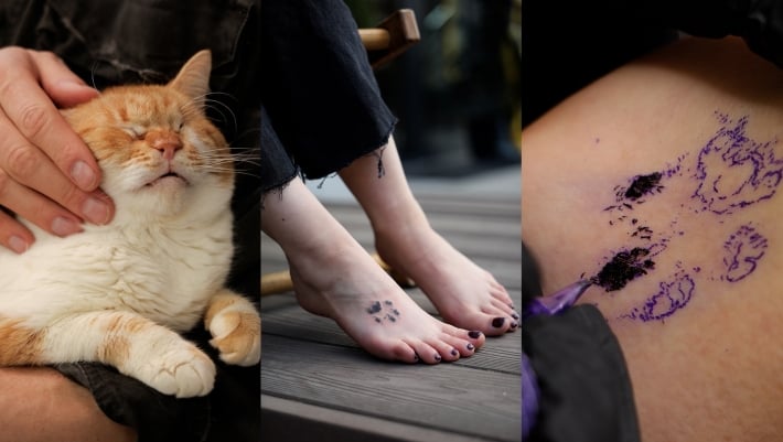 Жители Запорожья могут спасти котов: как татуировки в студии Lamarch помогают создавать «котопарк»