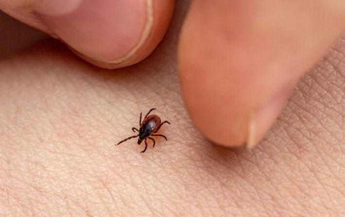 5 страшных болезней от клещей, о которых вы даже не подозревали