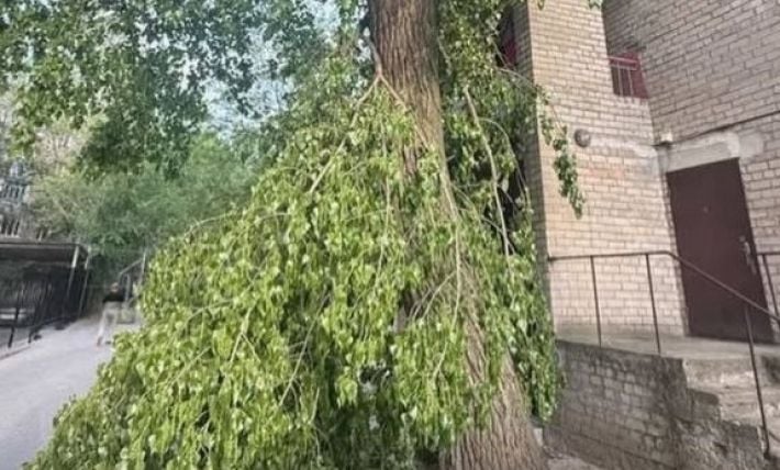 В Мелитополе коммунальщики снова не заметили аварийное дерево, пока оно не рухнуло