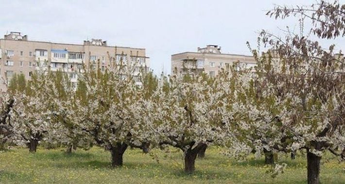 Чем пахнет Мелитополь: горожане поделились воспоминаниями о городе, которые навсегда остаются в сердце