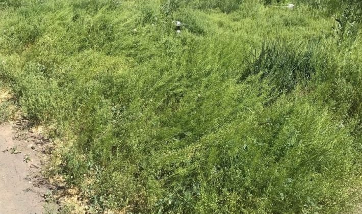 Пешеходам здесь не место: в Мелитополе тротуар исчез под травой