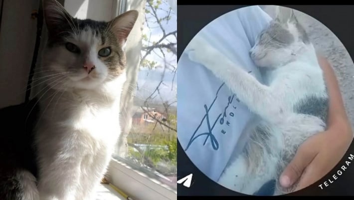 В Запорожье умер кот, который четыре дня выживал под завалами после российского авиаудара
